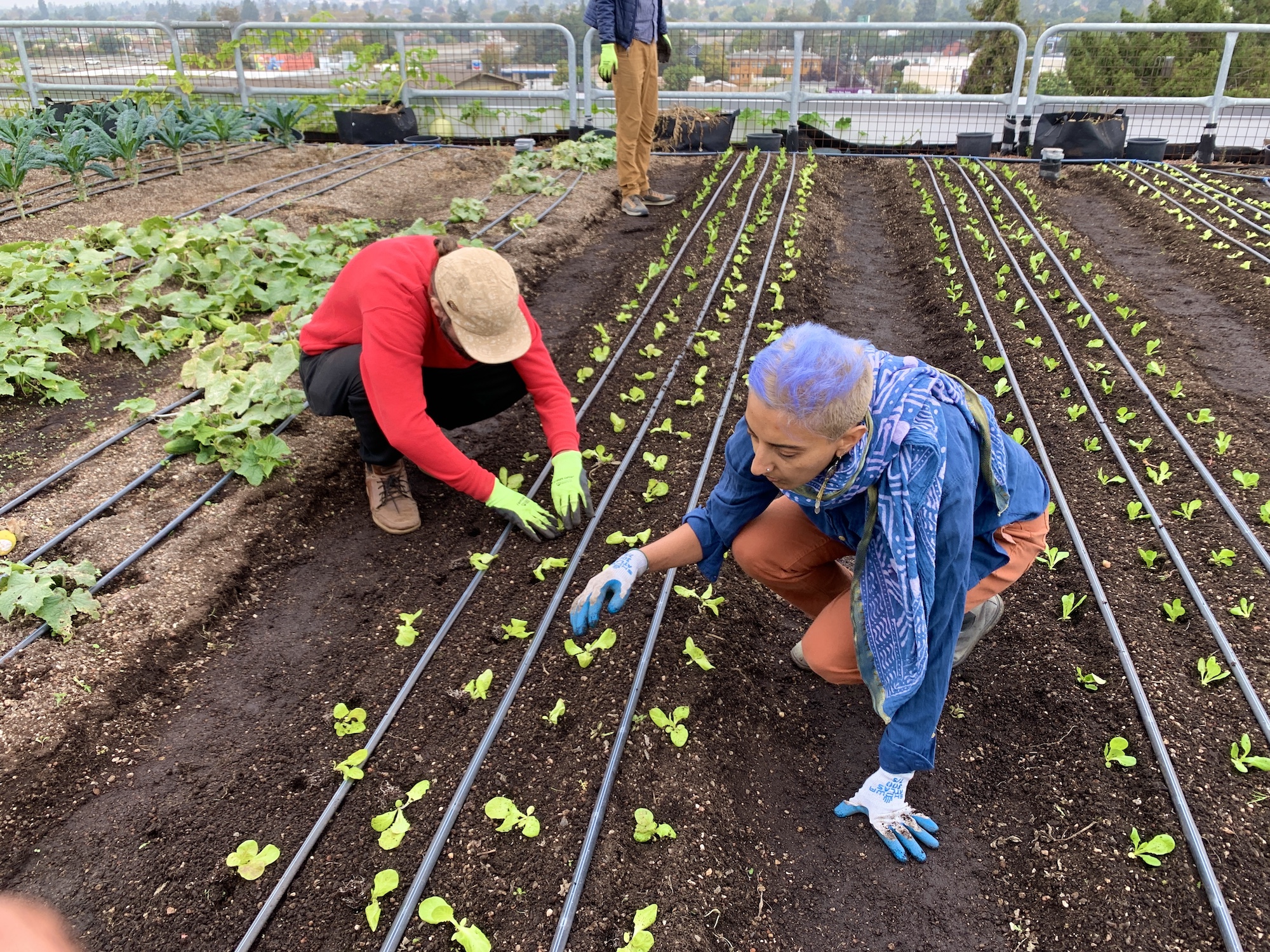 Working together on a rooftop farm